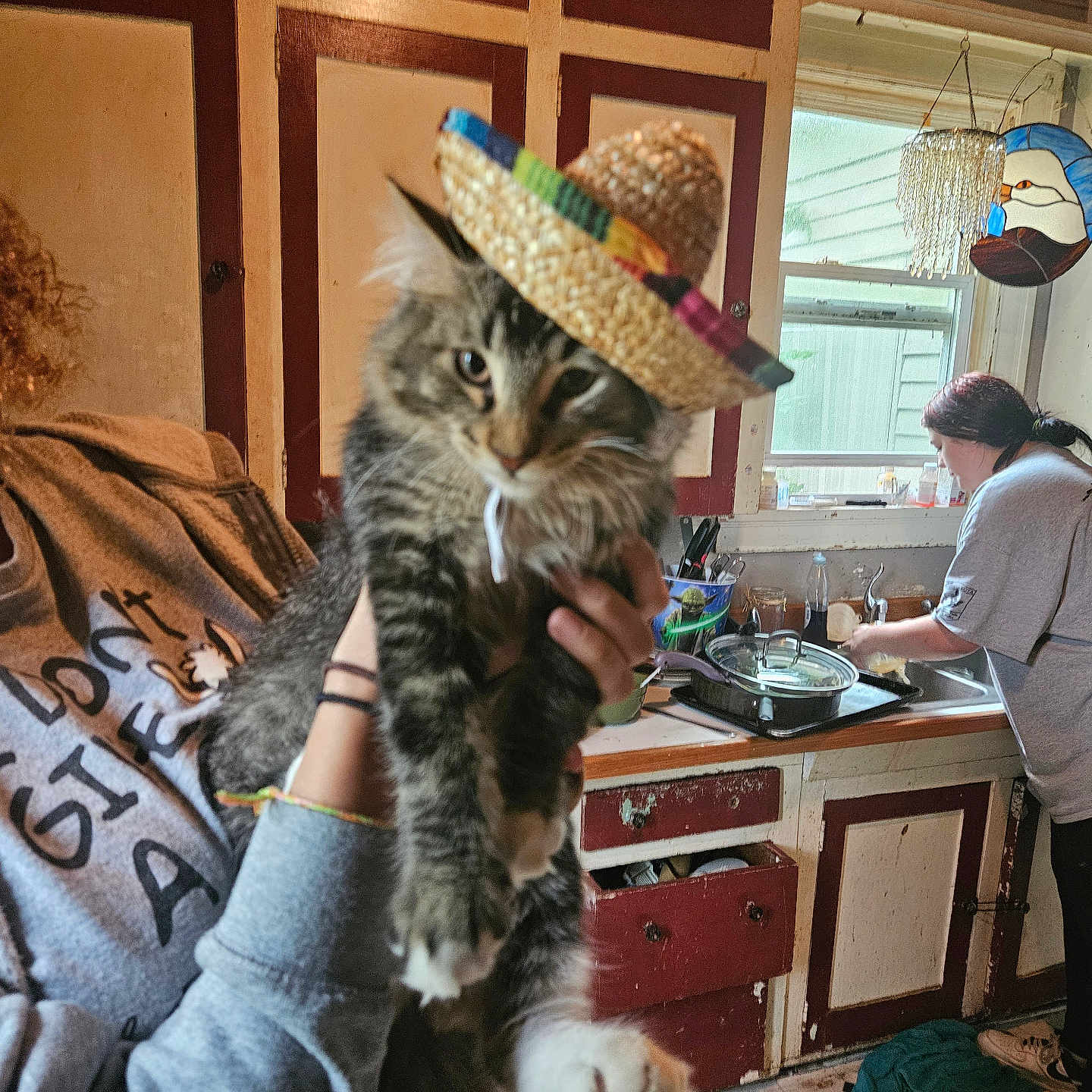 Wicket is registered to the contest to win money with this photo: cabinet, casual, cat, clothing, domestic, feline, floor, hand, hat, holding, indoor, kitchen, person, pet, sink, sombrero, tabby_cat, tile_floor, washing_dishes, window
