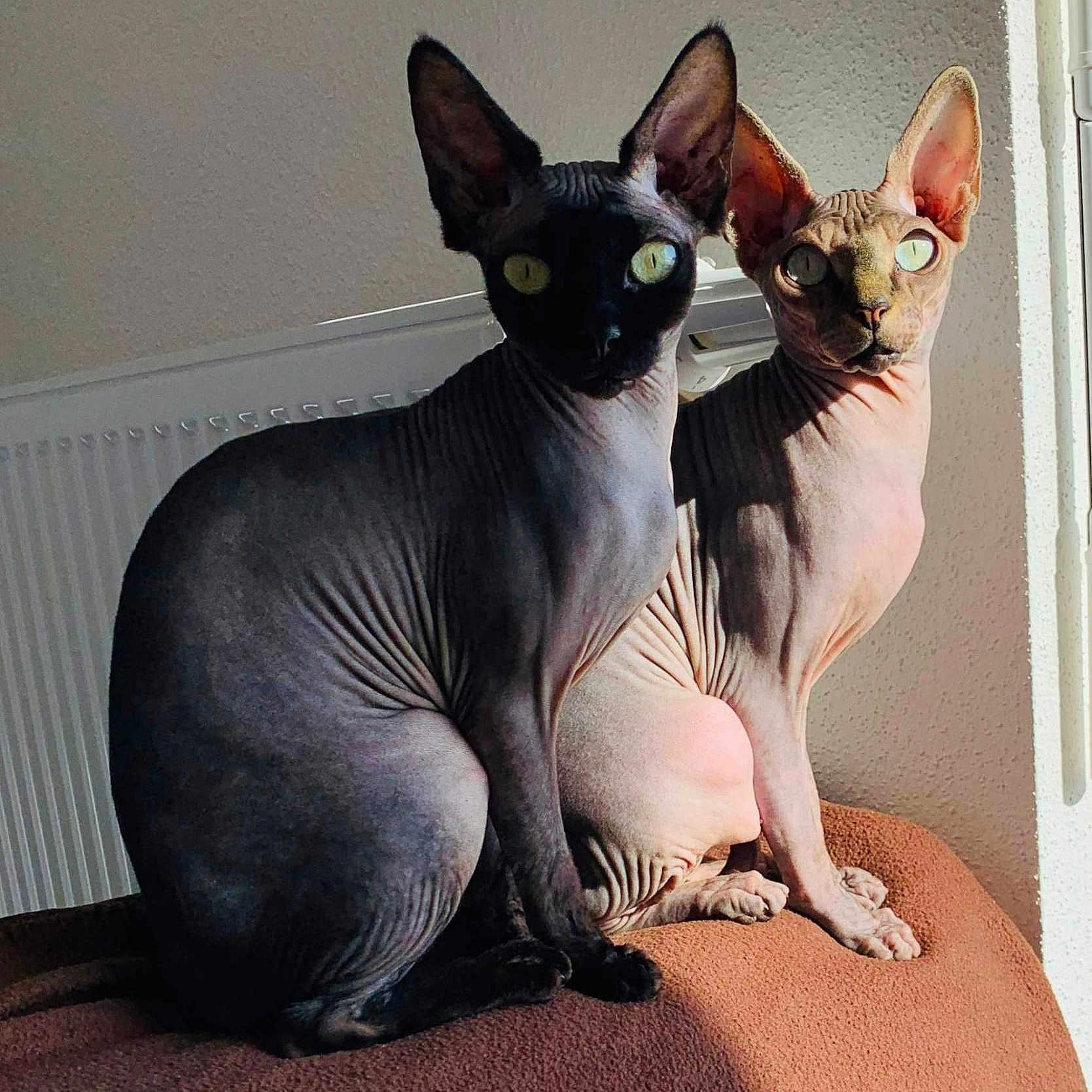 Olive Et Orange participe au concours pour gagner de l'argent avec cette photo : abyssinian, animal, cat, egyptiancat, pet, siamese