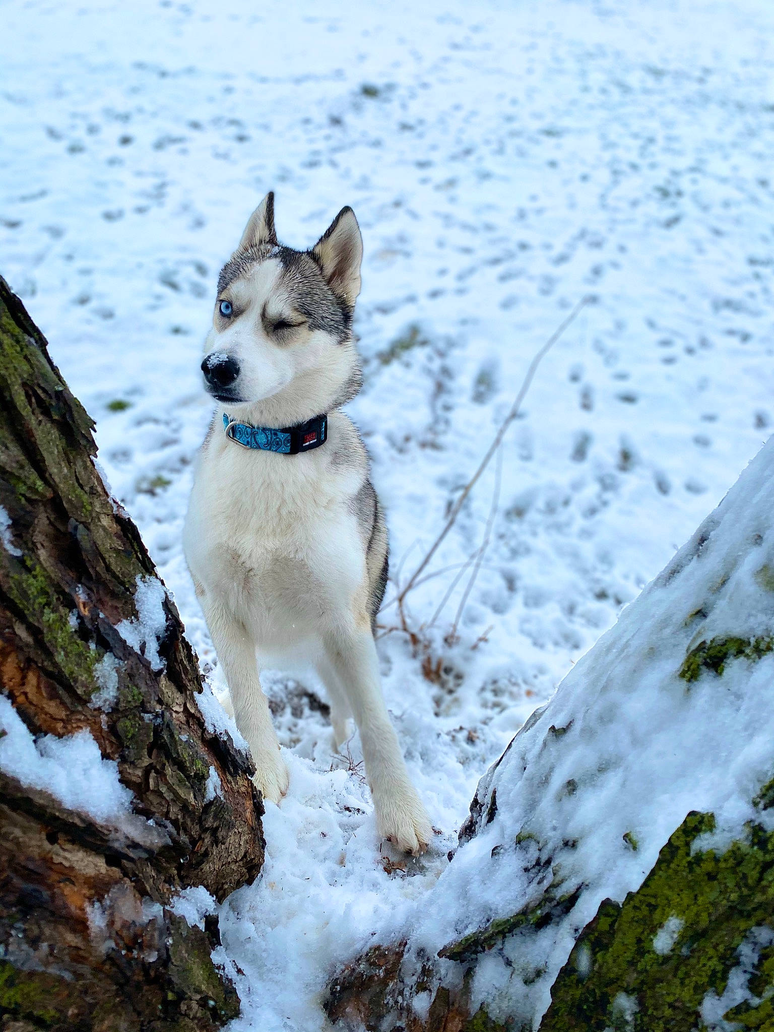Kiya Rose is registered to the contest to win money with this photo: canidae, carnivore, czechoslovakian_wolfdog, dog, dog_breed, east_siberian_laika, greenland_dog, mammal, native_american_indian_dog, northern_inuit_dog, norwegian_elkhound, norwegian_lundehund, saarloos_wolfdog, siberian_husky, sled_dog, snow, tamaskan_dog, vertebrate, winter, wolfdog