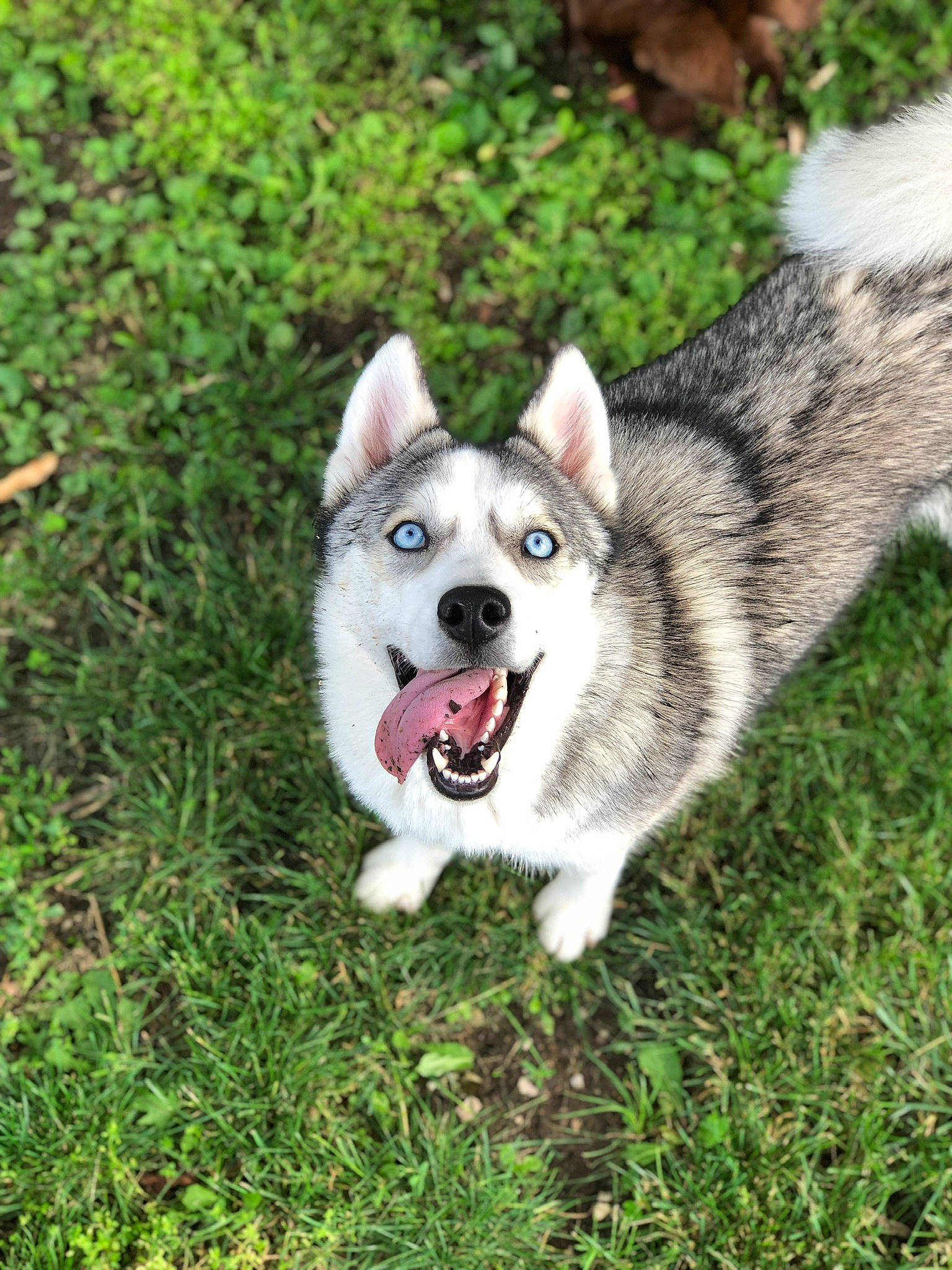 Kiya Rose joined the competition — help win amazing prizes! alaskan_klee_kai, alaskan_malamute, canidae, carnivore, dog, dog_breed, east_siberian_laika, jamthund, mammal, native_american_indian_dog, northern_inuit_dog, norwegian_elkhound, saarloos_wolfdog, sakhalin_husky, seppala_siberian_sleddog, siberian_husky, sled_dog, tamaskan_dog, vertebrate, wolfdog