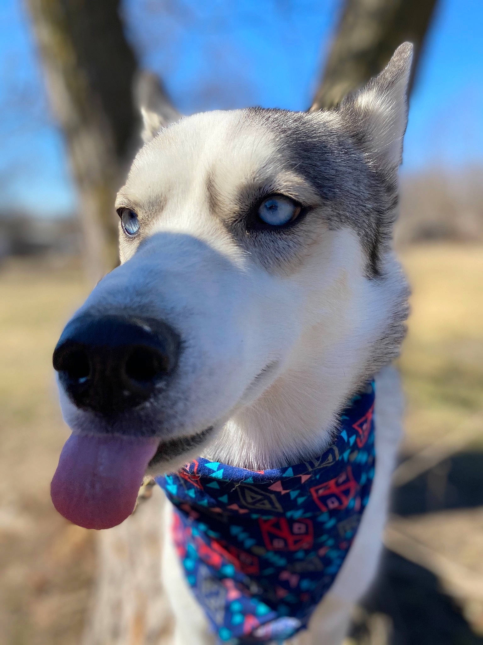 Kiya Rose joined the competition — help win amazing prizes! alaskan_malamute, canidae, carnivore, dog, dog_breed, east_siberian_laika, greenland_dog, jamthund, labrador_husky, mammal, northern_inuit_dog, saarloos_wolfdog, sakhalin_husky, seppala_siberian_sleddog, siberian_husky, sled_dog, snout, tamaskan_dog, vertebrate, wolfdog