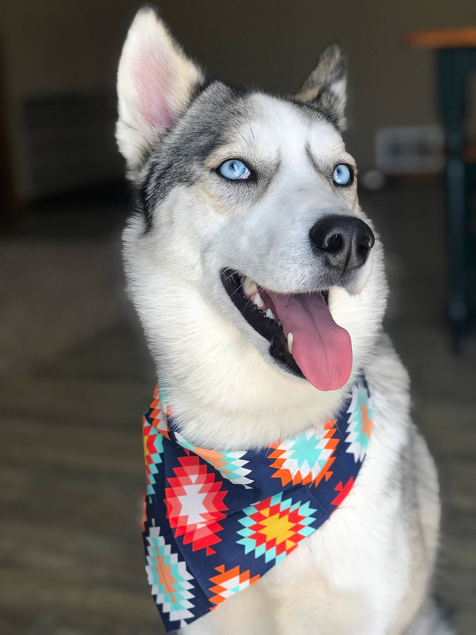 Kiya Rose joined the competition — help win amazing prizes! alaskan_klee_kai, alaskan_malamute, canadian_eskimo_dog, canidae, carnivore, dog, dog_breed, fur, mammal, miniature_siberian_husky, northern_inuit_dog, rare_breed_dog, sakhalin_husky, seppala_siberian_sleddog, siberian_husky, sled_dog, snout, tamaskan_dog, vertebrate, wolfdog