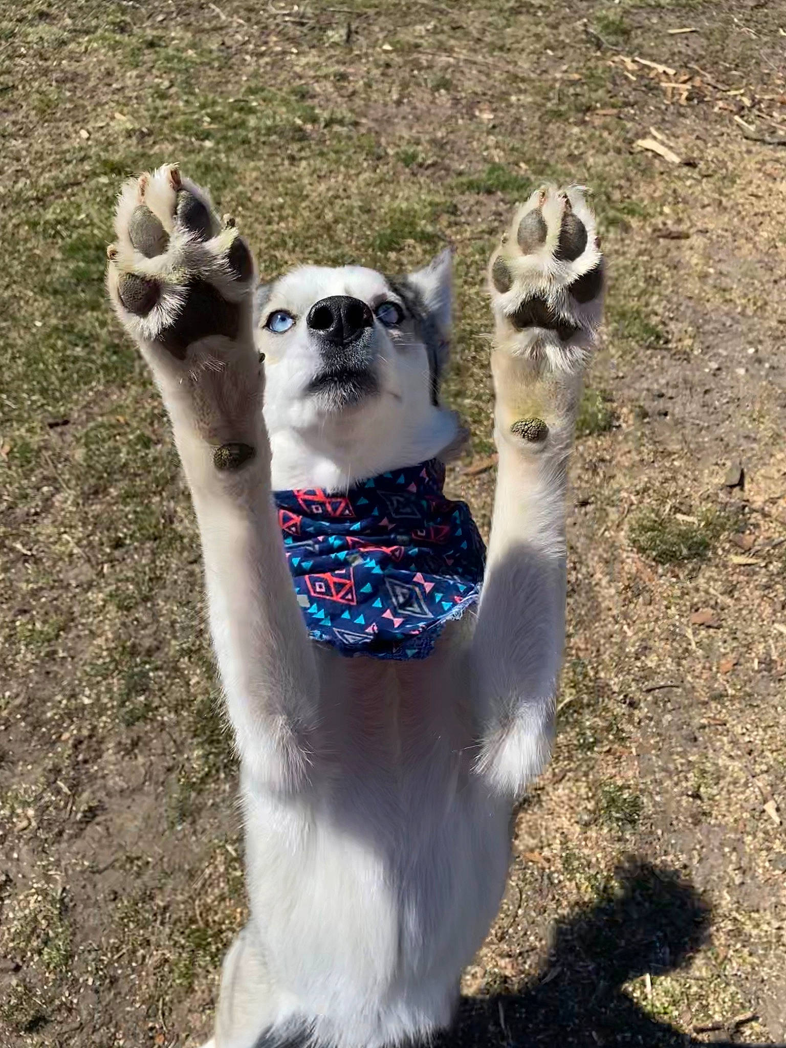 Kiya Rose joined the competition — help win amazing prizes! alpaca, canidae, carnivore, companion_dog, dog_breed, fawn, llama, snout, sporting_group, tail