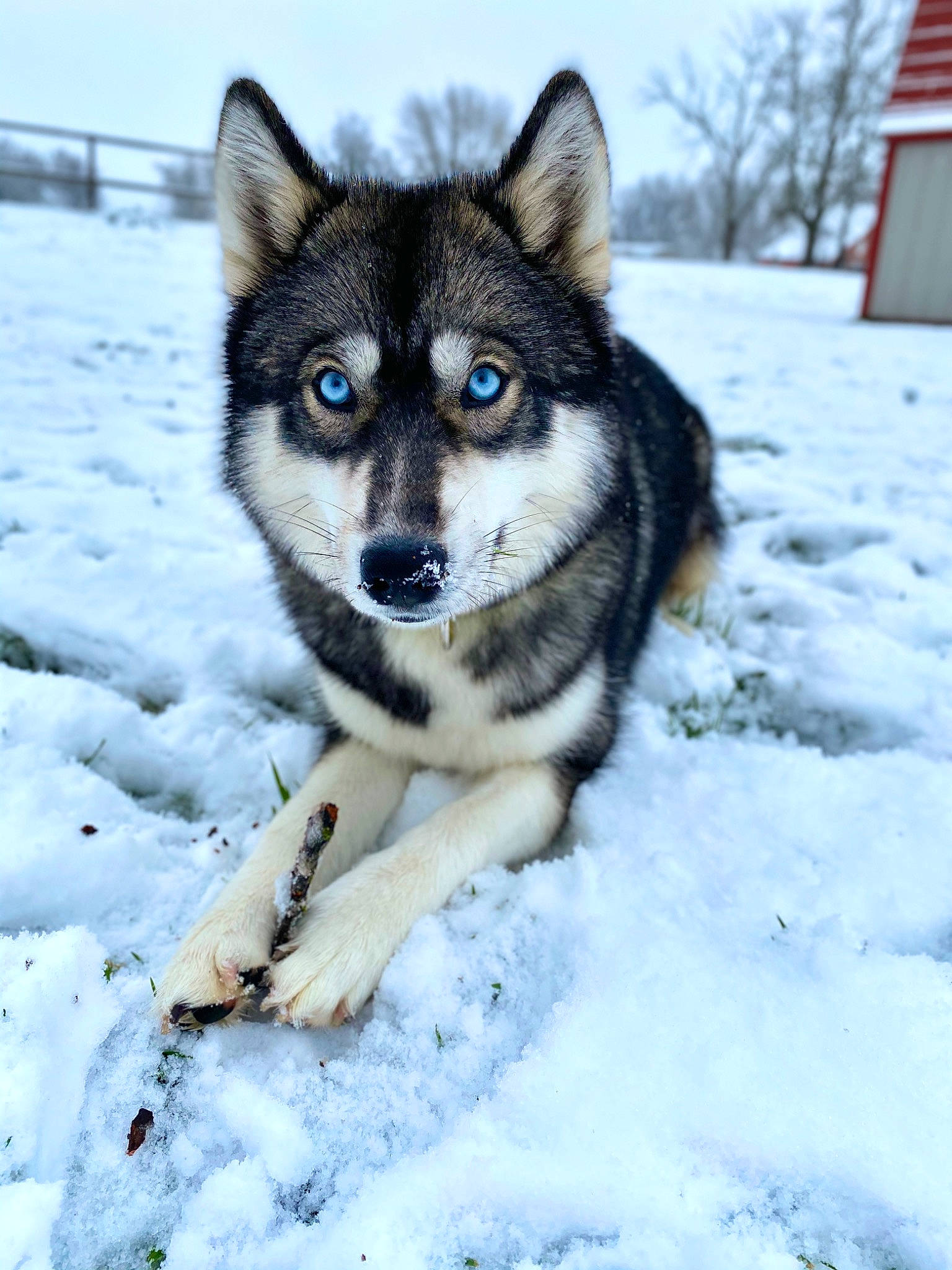 Nova Jean is registered to the contest to win money with this photo: alaskan_malamute, canadian_eskimo_dog, canidae, carnivore, dog, dog_breed, greenland_dog, jamthund, lapponian_herder, mammal, native_american_indian_dog, northern_inuit_dog, sakhalin_husky, seppala_siberian_sleddog, siberian_husky, sled_dog, tamaskan_dog, utonagan, vertebrate, wolfdog