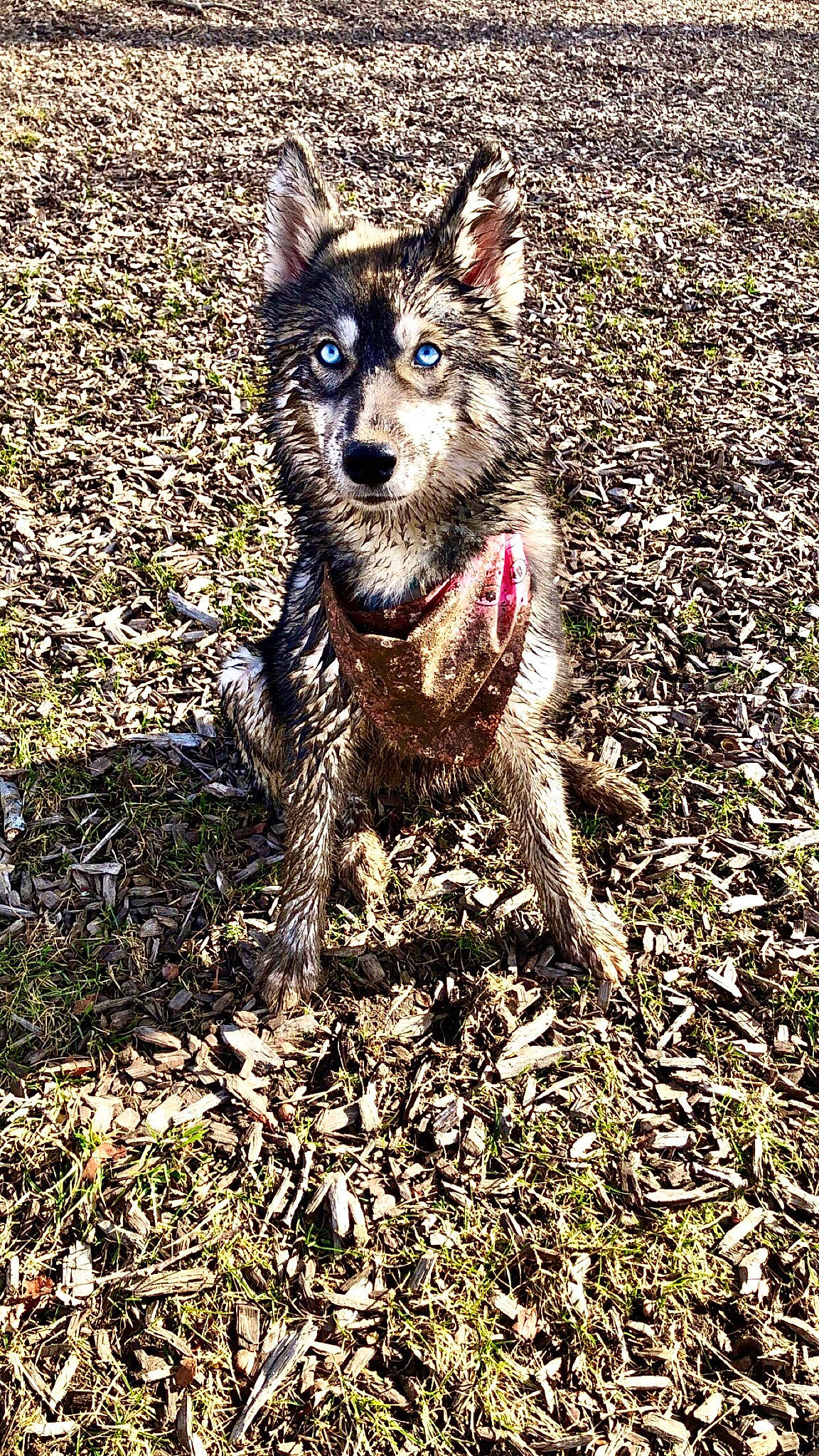 Nova Jean joined the competition — help win amazing prizes! australian_cattle_dog, canidae, carnivore, dog, dog_breed, mammal, rare_breed_dog, sporting_group, vertebrate, working_dog