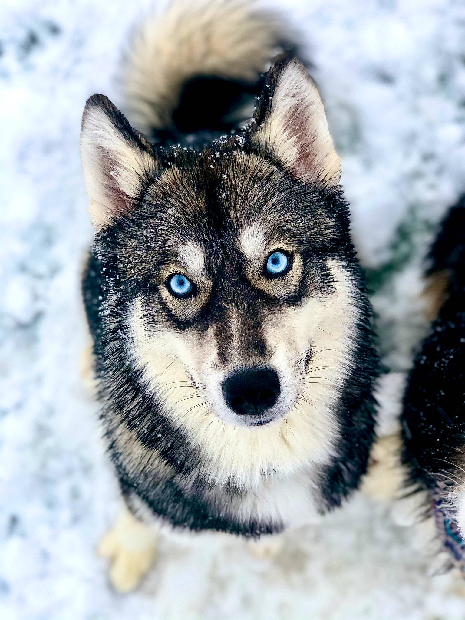 Nova Jean is registered to the contest to win money with this photo: alaskan_malamute, canadian_eskimo_dog, canidae, canis, carnivore, dog, dog_breed, greenland_dog, mammal, native_american_indian_dog, northern_inuit_dog, sakhalin_husky, seppala_siberian_sleddog, siberian_husky, sled_dog, snout, snow, tamaskan_dog, vertebrate, wolfdog