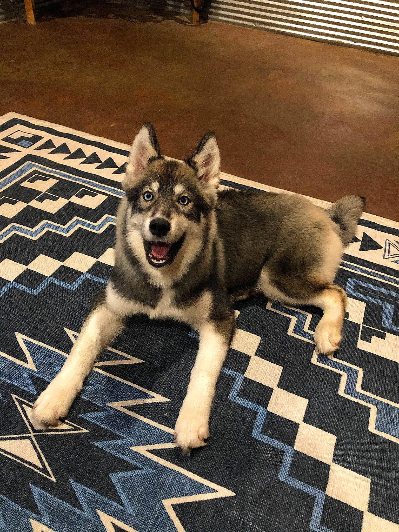 Nova Jean is registered to the contest to win money with this photo: alaskan_klee_kai, canidae, carnivore, czechoslovakian_wolfdog, dog, dog_breed, east_siberian_laika, jamthund, lapponian_herder, mammal, native_american_indian_dog, northern_inuit_dog, norwegian_elkhound, shikoku, siberian_husky, snout, swedish_vallhund, tamaskan_dog, vertebrate, wolfdog