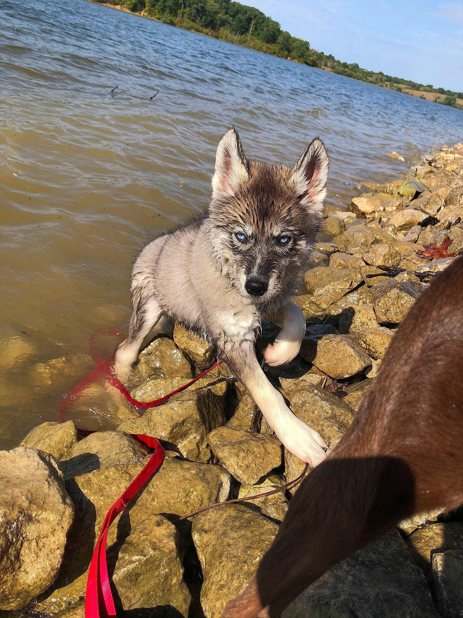 Nova Jean joined the competition — help win amazing prizes! canidae, canis, carnivore, czechoslovakian_wolfdog, dog, dog_breed, fawn, kunming_wolfdog, mammal, northern_inuit_dog, saarloos_wolfdog, shiloh_shepherd_dog, tamaskan_dog, vertebrate, wolf, wolfdog