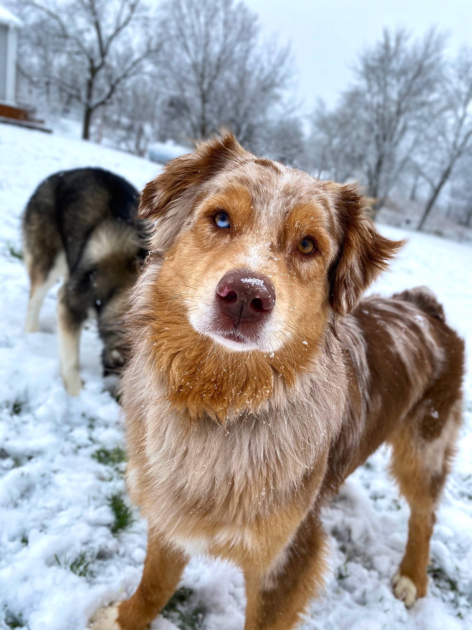Oliver is registered to the contest to win money with this photo: australian_collie, australian_shepherd, basque_shepherd_dog, canidae, carnivore, companion_dog, dog, dog_breed, english_shepherd, mammal, miniature_australian_shepherd, rare_breed_dog, snow, sporting_group, vertebrate, winter, working_dog