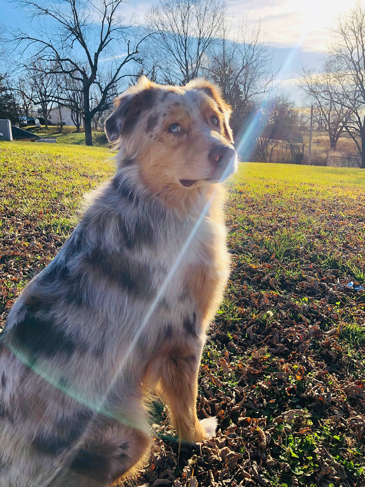 Oliver is registered to the contest to win money with this photo: australian_shepherd, autumn, canidae, carnivore, companion_dog, dog, dog_breed, grass, herding_dog, leaf, mammal, miniature_australian_shepherd, plant, sky, sporting_group, sunlight, tree, vertebrate, working_dog