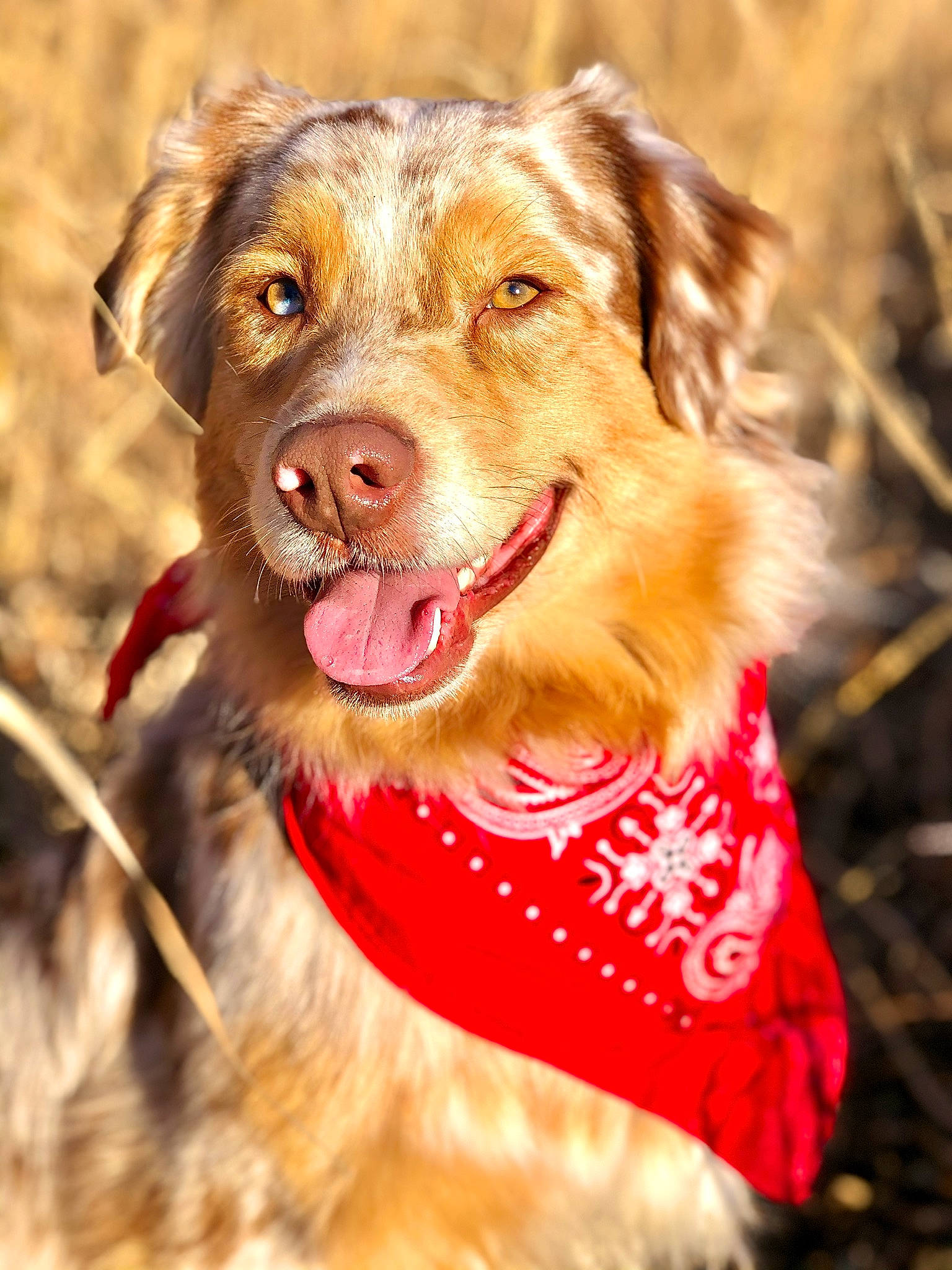 Oliver is registered to the contest to win money with this photo: canidae, carnivore, companion_dog, dog, dog_breed, dog_collar, fawn, fur, golden_retriever, mammal, nova_scotia_duck_tolling_retriever, puppy, retriever, snout, sporting_group, working_dog