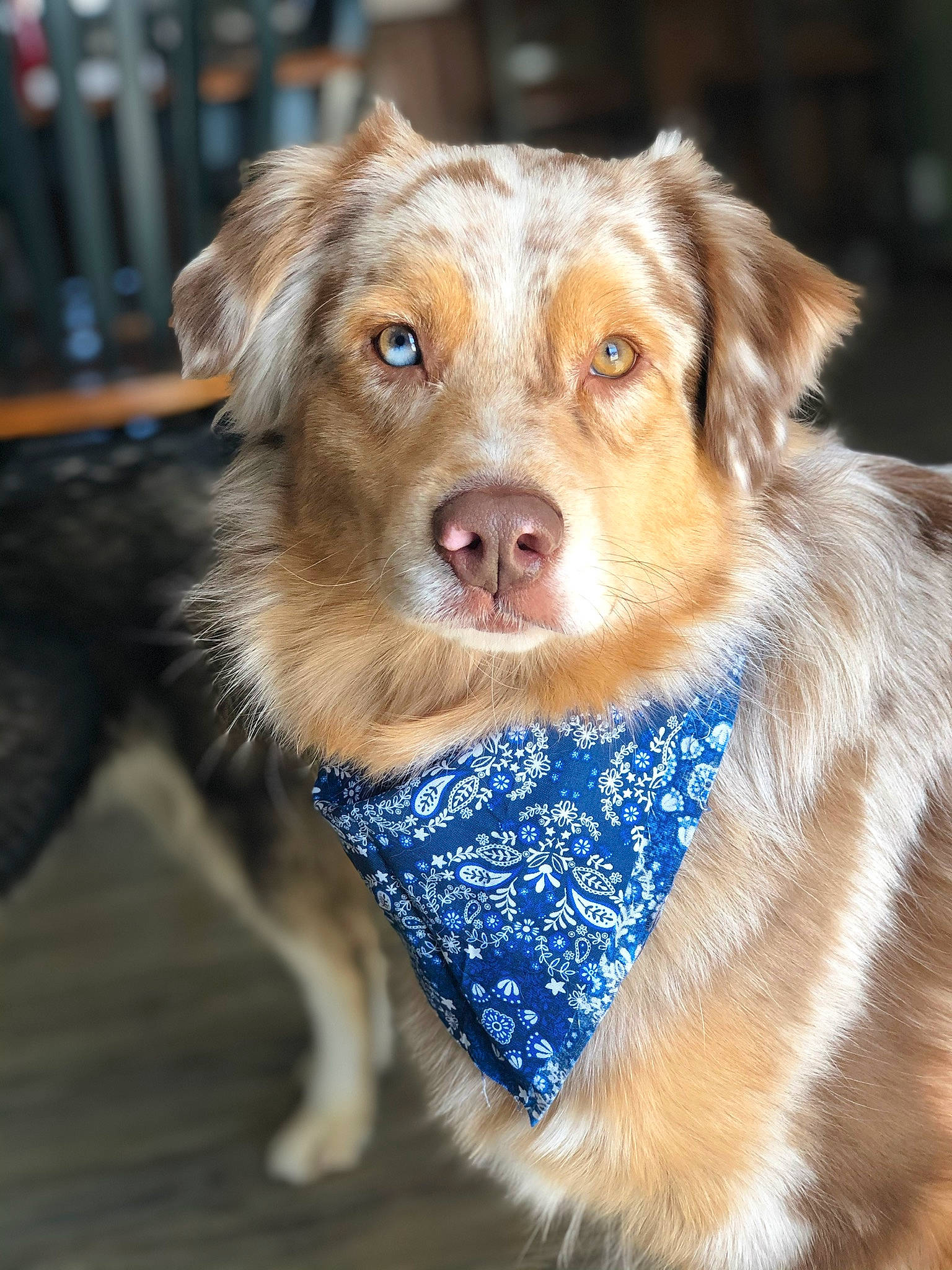 Oliver joined the competition — help win amazing prizes! australian_collie, australian_shepherd, basque_shepherd_dog, canidae, carnivore, companion_dog, dog, dog_breed, fawn, fur, mammal, miniature_australian_shepherd, rare_breed_dog, snout, sporting_group, whiskers, working_dog