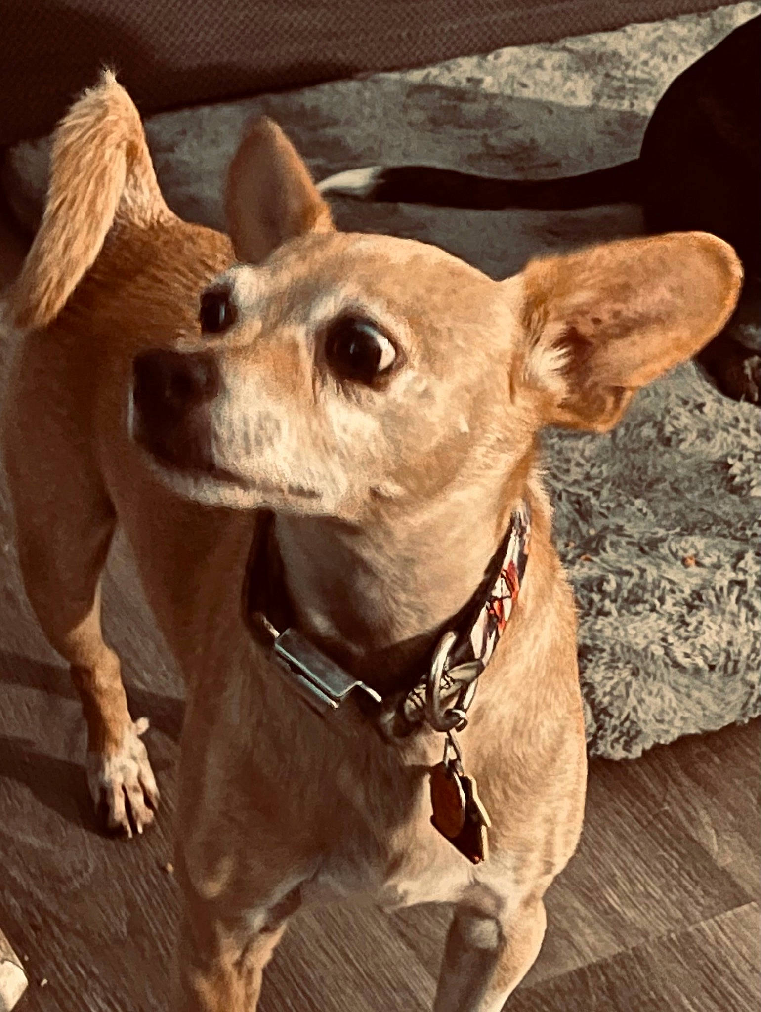 Yo-yo is registered to the contest to win money with this photo: canidae, carnivore, collar, companion_dog, dog, dog_breed, dog_clothes, dog_collar, dog_supply, ear, fashion_accessory, fawn, fur, leash, pet_supply, sporting_group, toy_dog, whiskers, wood, working_animal