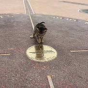 Junebug joined the competition — help win amazing prizes! kitten, cat, animal, pet, curious, historic_marker, plaque, outdoor, sidewalk, street, blurred_background, people, legs, walking, daylight, urban, exploring, small_animal, fur, tabby