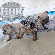 Super Fly God is registered to the contest to win money with this photo: puppies, dog, baby_animals, cute, indoor, blanket, soft_toy, floor, small, fur, animal, young, pet, mammal, adorable, snout, ears, face, eyes, kennel