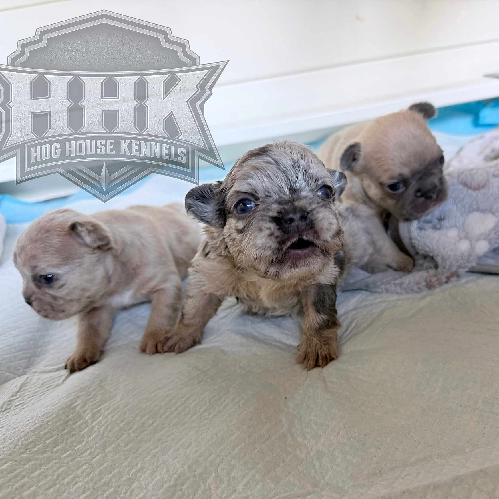 Super Fly God is registered to the contest to win money with this photo: puppies, dog, baby_animals, cute, indoor, blanket, soft_toy, floor, small, fur, animal, young, pet, mammal, adorable, snout, ears, face, eyes, kennel