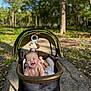 Vira is registered to the contest to win money with this photo: baby, stroller, smiling, outdoor, park, pathway, greenery, trees, sunlight, infant, happy, child, canopy, toy, nature, daylight, baby_clothing, baby_toys, person, leaves