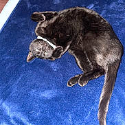 Ulysse a rejoint le concours — aidez-le/la à gagner de superbes lots ! cat, black_cat, pet, animal, feline, sleeping, resting, blue_blanket, soft_texture, indoor, cozy, cute, fur, whiskers, tail, paws, relaxed, comfort, domestic_animal, closeup