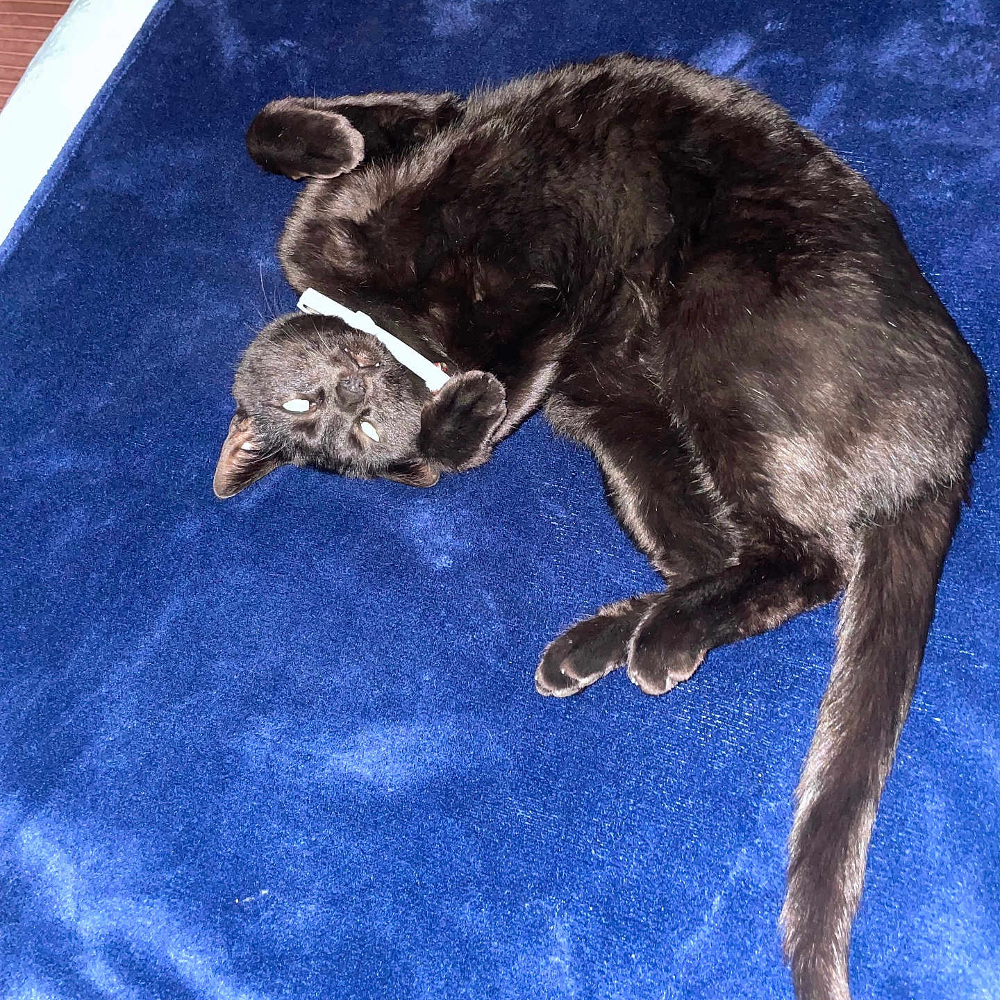 Ulysse a rejoint le concours — aidez-le/la à gagner de superbes lots ! cat, black_cat, pet, animal, feline, sleeping, resting, blue_blanket, soft_texture, indoor, cozy, cute, fur, whiskers, tail, paws, relaxed, comfort, domestic_animal, closeup