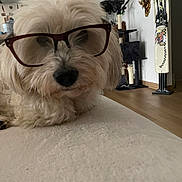Guizmo participe au concours pour gagner de l'argent avec cette photo : dog, glasses, fluffy, indoor, furniture, decor, cat_tree, wood_floor, nose, pet, mammal, closeup, cozy, home, living_room, white, brown, curly_hair, resting, cute
