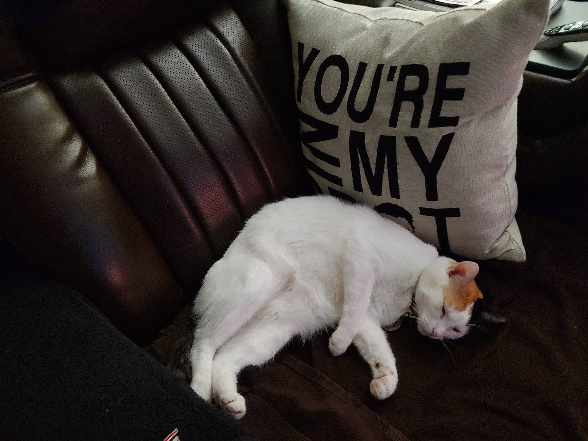 Patches is registered to the contest to win money with this photo: bedding, carnivore, cat, claw, comfort, companion_dog, domestic_short_haired_cat, felidae, fur, linens, mammal, monochrome_photography, paw, pillow, room, small_to_medium_sized_cats, snout, tail, whiskers, white