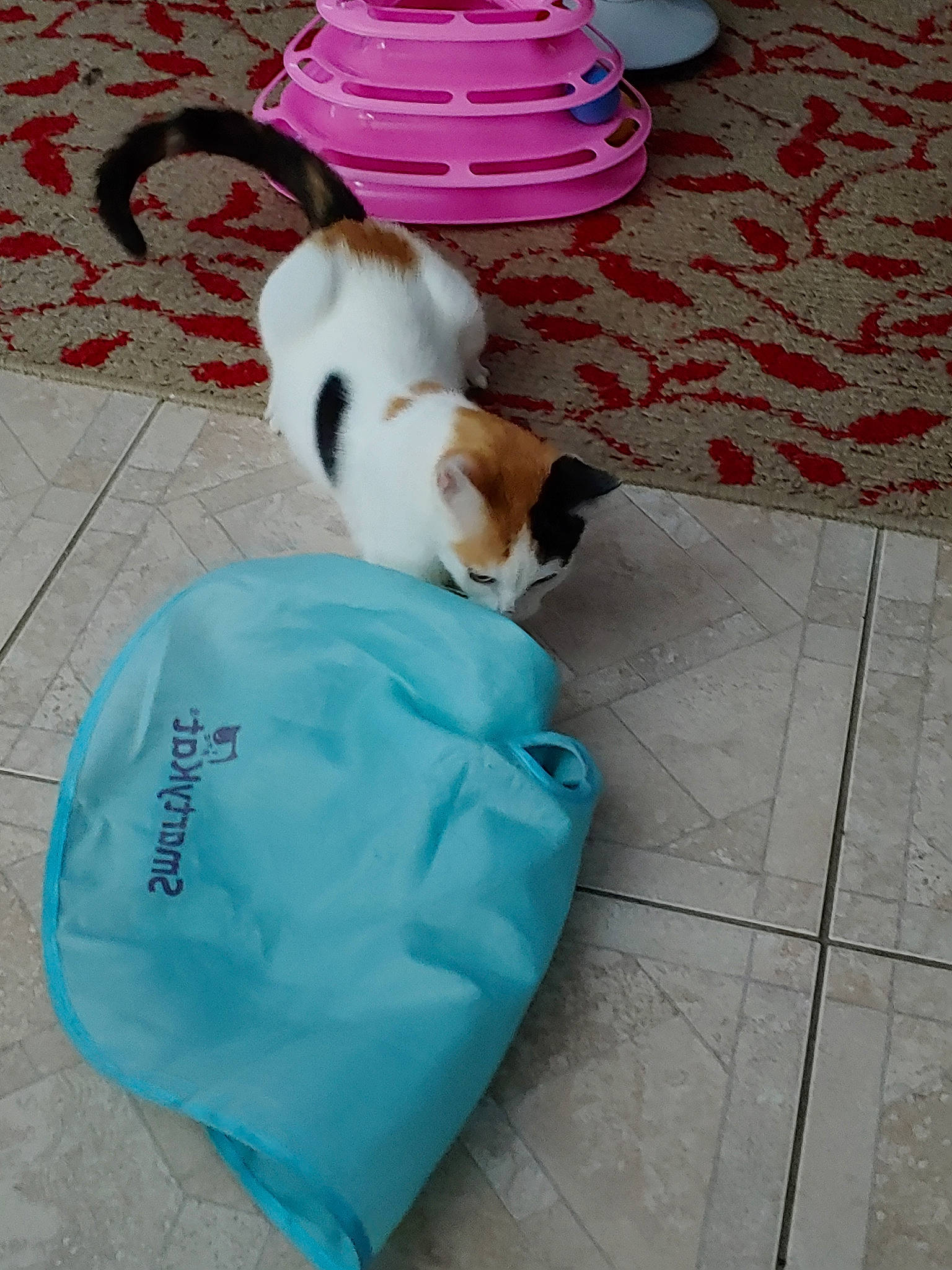 Patches is registered to the contest to win money with this photo: canidae, carnivore, cat, companion_dog, dog_breed, felidae, jack_russell_terrier, small_to_medium_sized_cats, tail