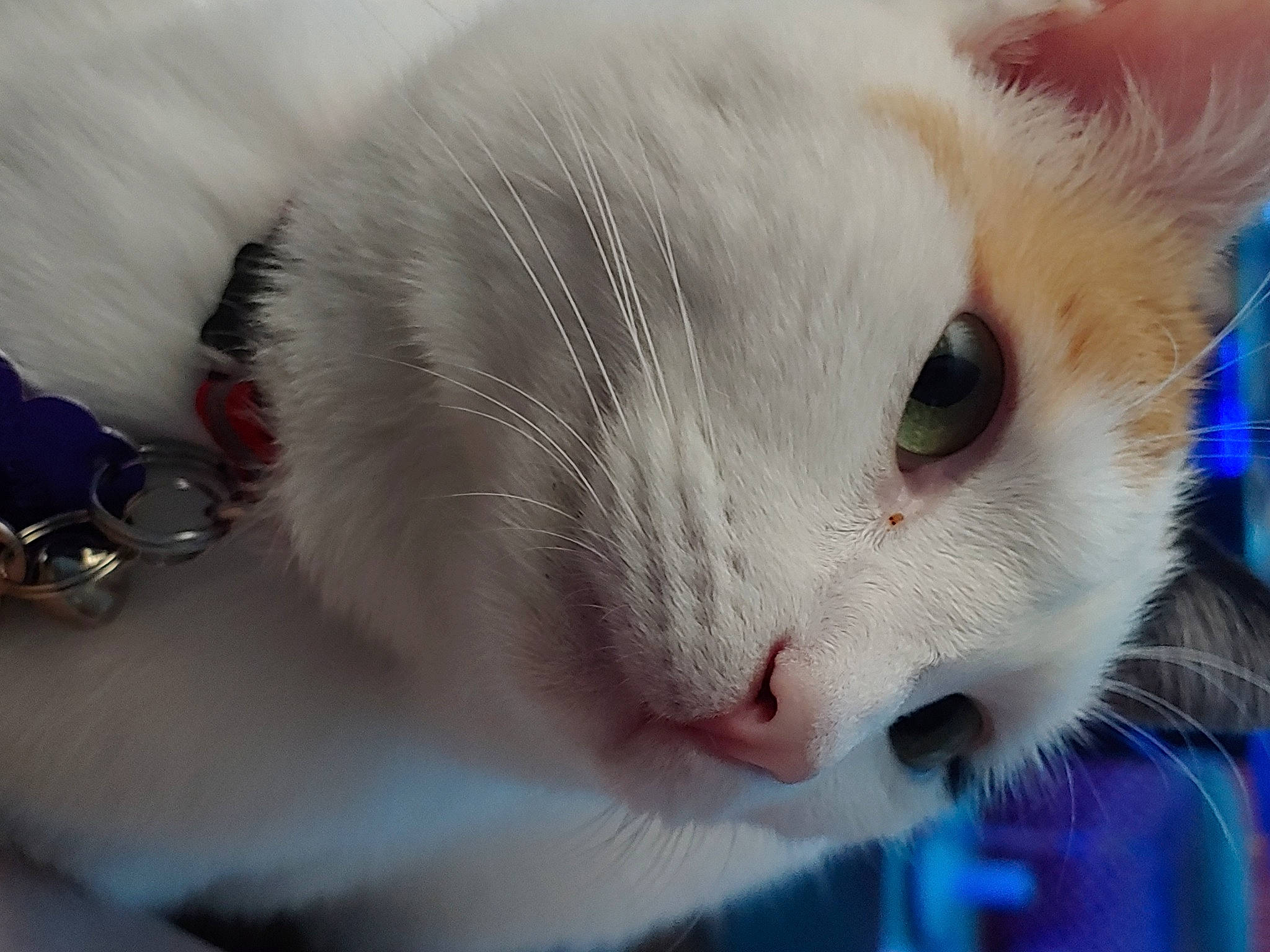 Patches is registered to the contest to win money with this photo: carnivore, cat, claw, close_up, comfort, domestic_short_haired_cat, eye, eyelash, fang, felidae, fur, head, iris, jewellery, nose, paw, small_to_medium_sized_cats, snout, tail, whiskers