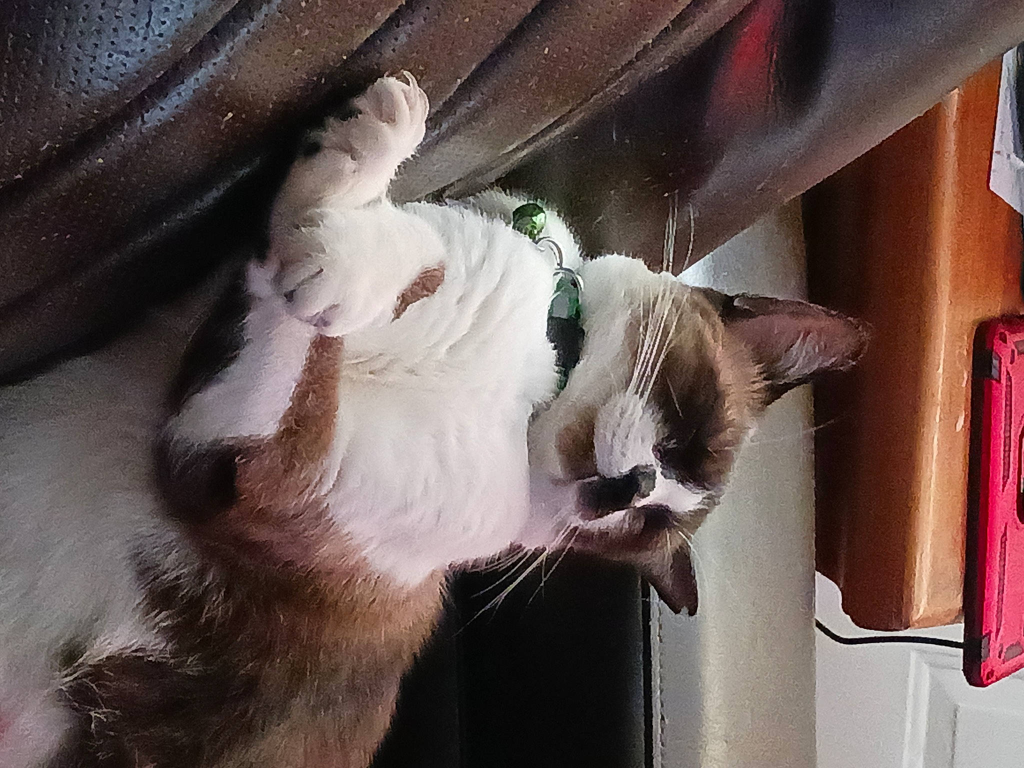 Buttons joined the competition — help win amazing prizes! carnivore, cat, cat_supply, collar, comfort, domestic_short_haired_cat, ear, felidae, fur, paw, pet_supply, small_to_medium_sized_cats, snout, tail, whiskers