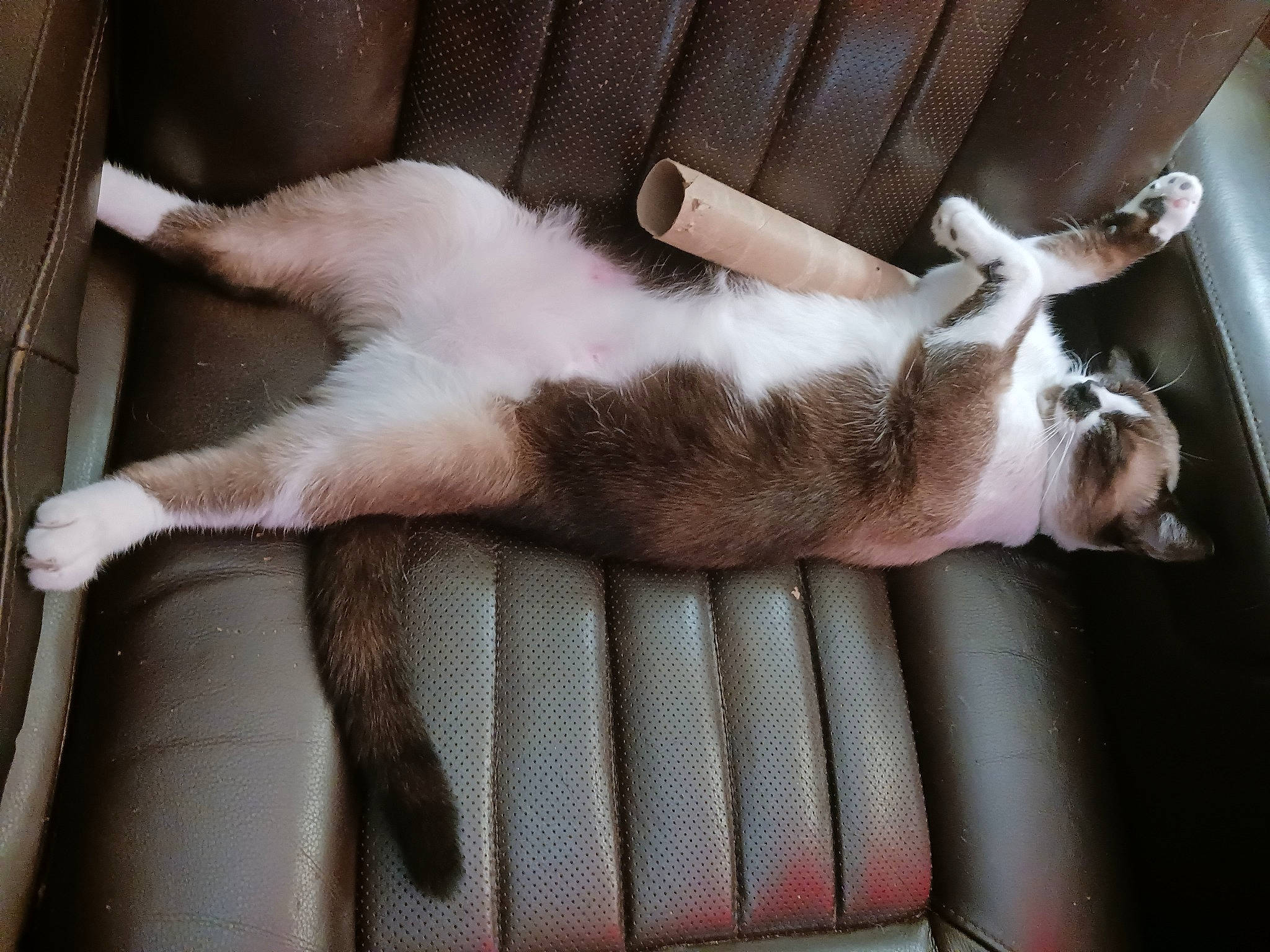 Buttons joined the competition — help win amazing prizes! canidae, carnivore, cat, claw, comfort, companion_dog, couch, dog_breed, domestic_short_haired_cat, fawn, felidae, fur, human_leg, nap, paw, small_to_medium_sized_cats, snout, sporting_group, tail, whiskers