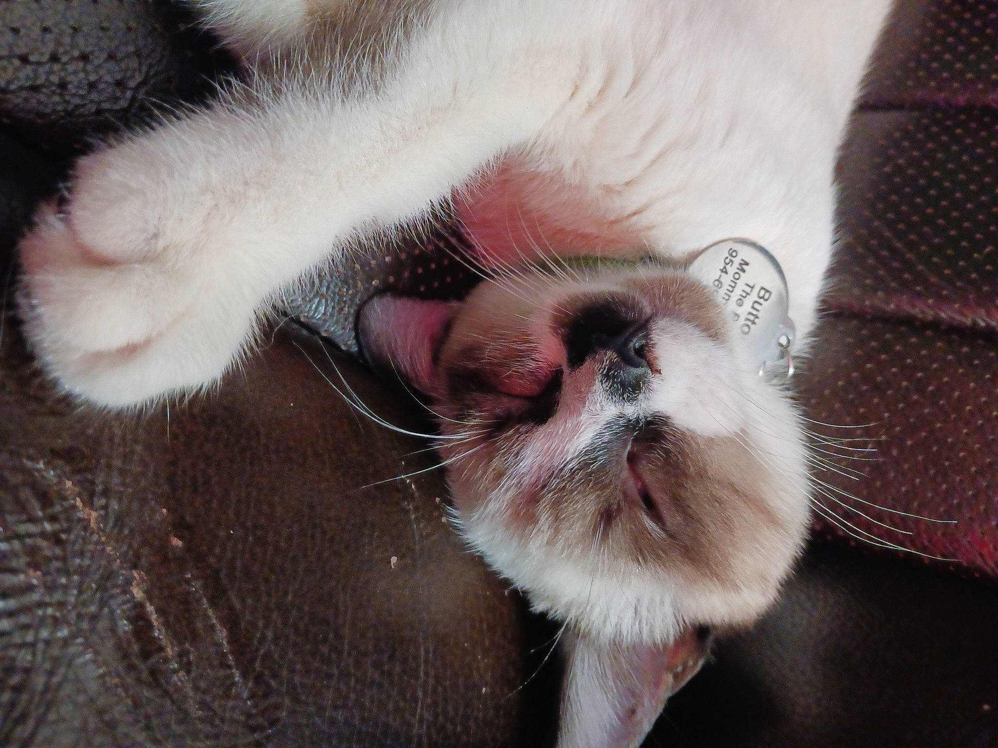 Buttons is registered to the contest to win money with this photo: carnivore, cat, claw, close_up, dog_breed, domestic_short_haired_cat, ear, fang, fawn, felidae, foot, fur, mammal, paw, small_to_medium_sized_cats, snout, tail, vertebrate, whiskers