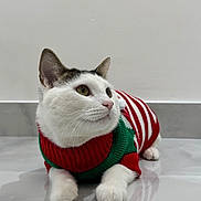 Rio joined the competition — help win amazing prizes! cat, white_cat, striped_sweater, red_sweater, green_sweater, pet, indoor, floor, tile_floor, feline, cute, domestic_animal, animal, whiskers, ears, paws, looking_away, relaxed, holiday_outfit, cozy