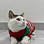 cat, white_cat, striped_sweater, red_sweater, green_sweater, pet, indoor, floor, tile_floor, feline, cute, domestic_animal, animal, whiskers, ears, paws, looking_away, relaxed, holiday_outfit, cozy