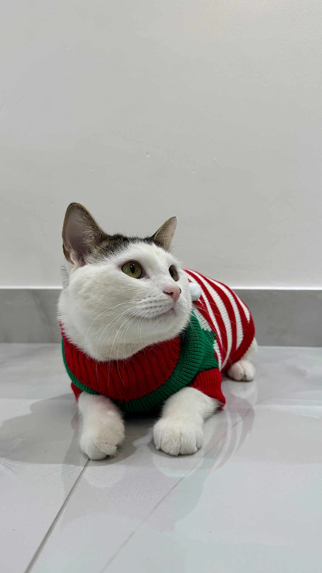 Rio joined the competition — help win amazing prizes! cat, white_cat, striped_sweater, red_sweater, green_sweater, pet, indoor, floor, tile_floor, feline, cute, domestic_animal, animal, whiskers, ears, paws, looking_away, relaxed, holiday_outfit, cozy