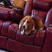 Penelope is registered to the contest to win money with this photo: animal, basset_hound, blanket, brown, carpet, cozy, dog, door, ears, furniture, home, indoor, leather_chair, living_room, pet, purse, quiet, relaxing, resting, white