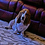 Penelope joined the competition — help win amazing prizes! animal, basset_hound, canine, carpet, companion, cute, dog, domestic, ears, floor, fur, home, indoor, leather_couch, living_room, pet, portrait, relaxed, resting, sitting