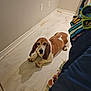 Luke joined the competition — help win amazing prizes! animal, basset_hound, brown, clothes, colorful, cozy, dog, ears, floor, home, indoor, looking_up, lying_down, paws, pet, shadow, tile_floor, vacuum_cleaner, wall, white
