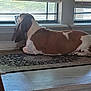Luke is registered to the contest to win money with this photo: animal, basset_hound, blinds, brown, calm, daylight, dog, domestic, ears, floor, indoor, looking_out, muzzle, pet, quiet, resting, rug, side_view, white, window