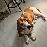 Luke is registered to the contest to win money with this photo: animal, basset_hound, brown_and_white, canine, chair, dog, domestic, ears, floor, floor_tiles, home, indoor, looking_up, marble_floor, paws, pet, quiet, relaxed, resting, water_bowl