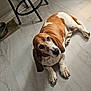 animal, basset_hound, brown_and_white, canine, chair, dog, domestic, ears, floor, floor_tiles, home, indoor, looking_up, marble_floor, paws, pet, quiet, relaxed, resting, water_bowl