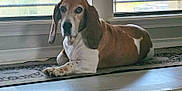 Luke joined the competition — help win amazing prizes! animal, basset_hound, blinds, brown, calm, dog, domestic, ears, floor, home, indoor, looking, mammal, pet, portrait, resting, rug, sunlight, white, window