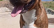 Ben Martinez joined the competition — help win amazing prizes! dog, canine, pet, outdoor, sunny, blue_sky, clouds, concrete, happy, tongue_out, brown_coat, white_paws, smiling, animal, mammal, walking, daylight, nature, playful, heart_doodle