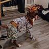blanket, broomstick, canine, clothing, curtain, dog, floor, footwear, human_leg, indoor, pet, playful, room, shirt, shorts, sofa, television, tongue_out, vent, wooden_floor