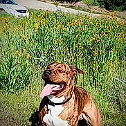 Ben Martinez joined the competition — help win amazing prizes! dog, brindle, tongue_out, sitting, outdoor, plants, yellow_flowers, grass, road, car, sunny, nature, animal, pet, collar, daylight, greenery, happy, canine, field