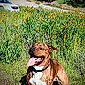 dog, brindle, tongue_out, sitting, outdoor, plants, yellow_flowers, grass, road, car, sunny, nature, animal, pet, collar, daylight, greenery, happy, canine, field