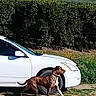 dog, brindle, car, white_car, outdoor, grass, dirt_path, hedge, hill, sky, nature, sunny, walking, pet, animal, landscape, daytime, canine, vehicle, field