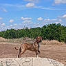 alert, animal, blue_sky, brown_dog, canine, clouds, concrete, daytime, dirt_path, dog, field, graffiti, grass, landscape, nature, outdoor, sky, standing, sunny, trees