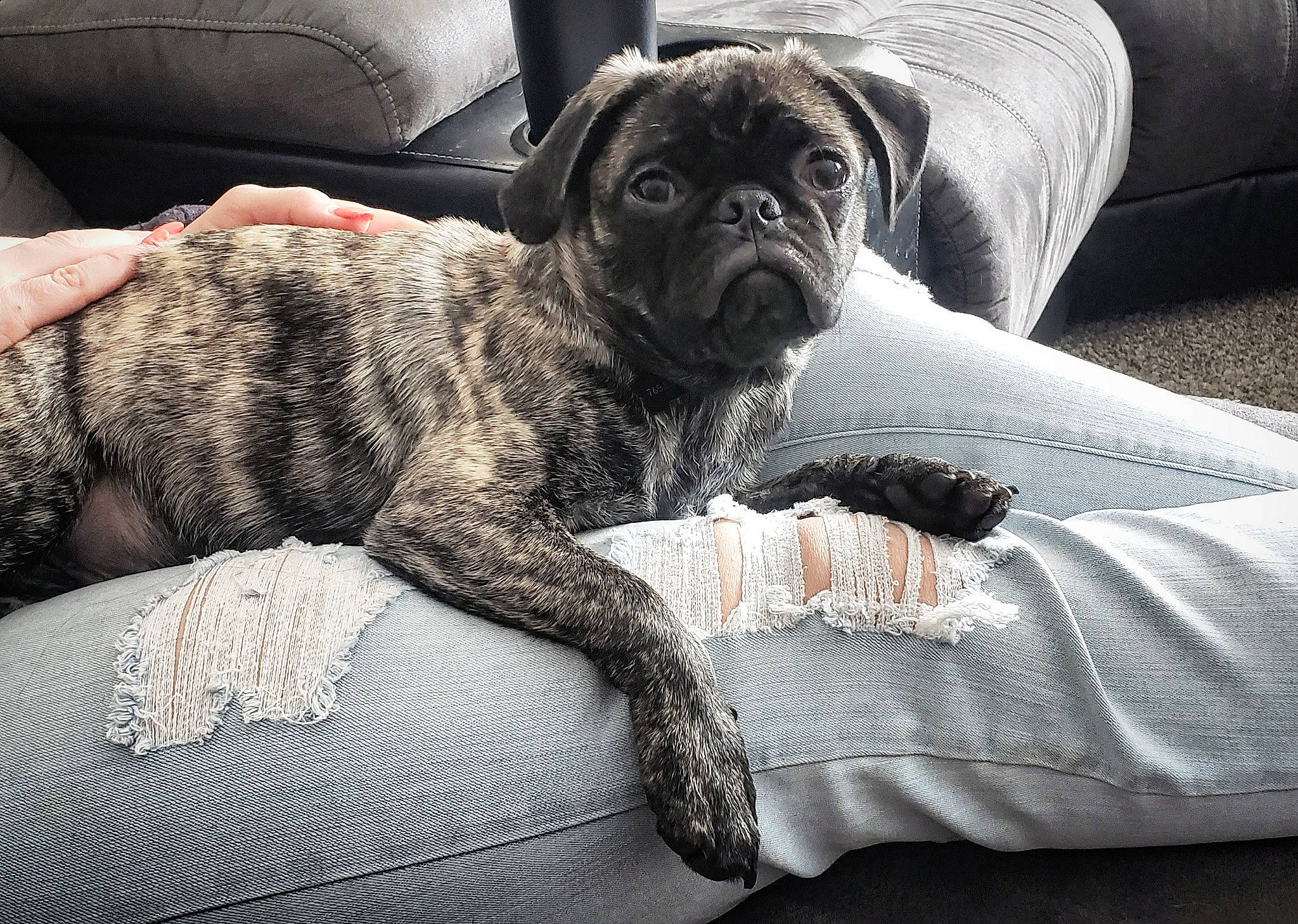 Oliver joined the competition — help win amazing prizes! bedding, carnivore, comfort, companion_dog, couch, dog, dog_breed, fawn, fur, grey, linens, liver, pug, puppy_love, snout, sporting_group, toy_dog, whiskers, working_animal, wrinkle