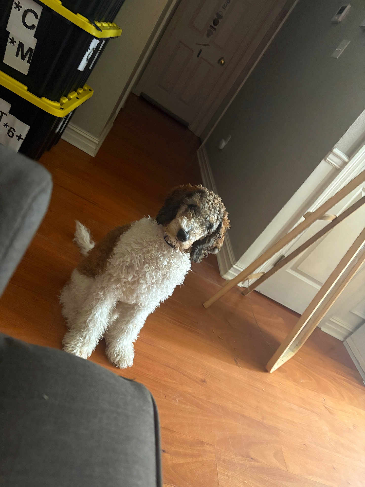 Violet joined the competition — help win amazing prizes! dog, curly_fur, indoor, wooden_floor, storage_bins, easel, hallway, pet, brown_and_white, sitting, cozy, home, floor, furniture, door, wall, collar, animal, domestic, quiet