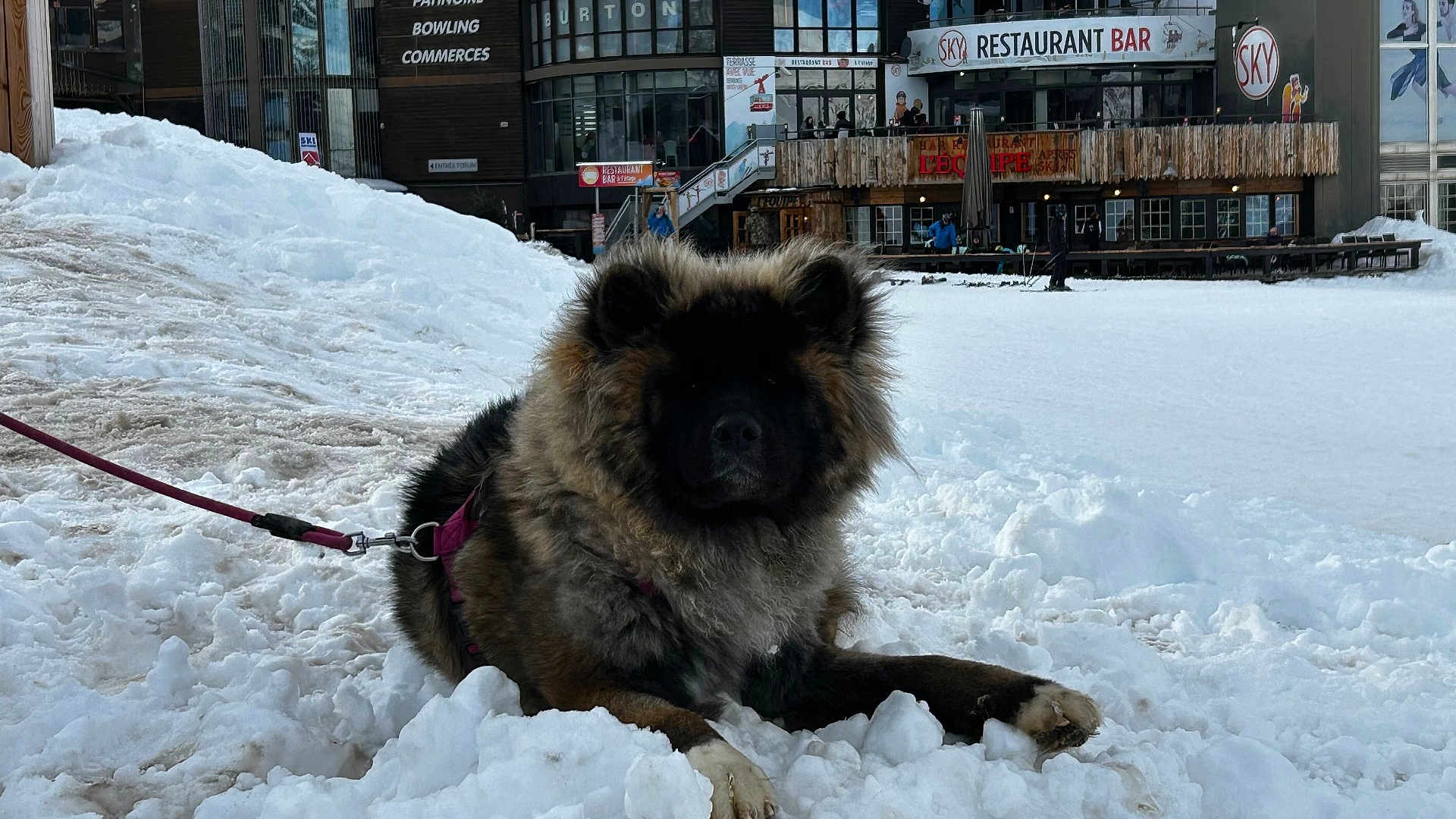 Yuki participe au concours pour gagner de l'argent avec cette photo : dog, snow, leash, winter, outdoor, animal, fluffy, resort, building, sign, restaurant, bar, cold, fur, pet, daytime, relaxing, nature, walk, rest