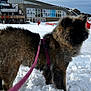 alpine, animal, building, canine, cold, daytime, dog, fluffy, fur, harness, landscape, leash, mountains, nature, outdoor, pet, ski_resort, snow, trees, winter